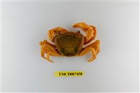 藏品(拉氏清溪蟹)的圖片